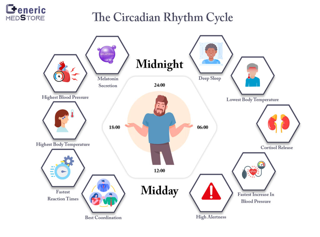 Understanding the circadian rhythm in more details