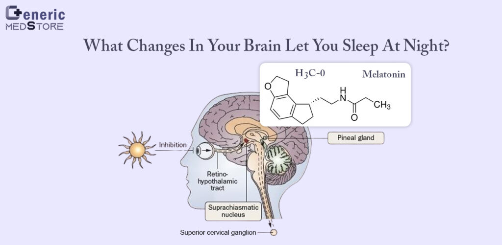 What changes in your brain let you sleep at night?