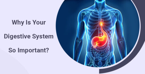 Why is your digestive system so important?